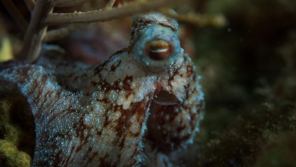 Octopus Close by Michael Brown